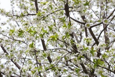 Blooming branch of apple tree in spring Stock Photos