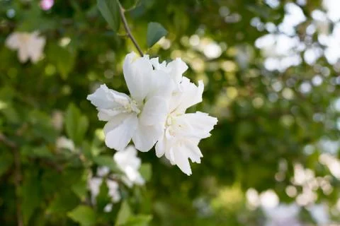 A blooming branch of apple tree in spring Stock Photos
