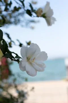 A blooming branch of apple tree in spring Stock Photos