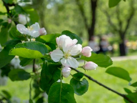 Blooming branch of Apple tree in spring Park Stock Photos