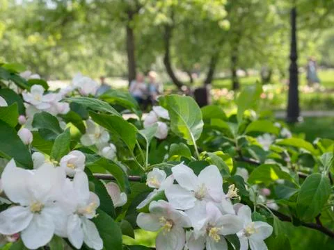 Blooming branch of Apple tree in spring Park Stock Photos