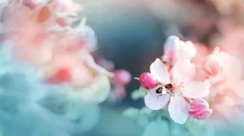 A blooming branch of apple tree in spring Stock Photos