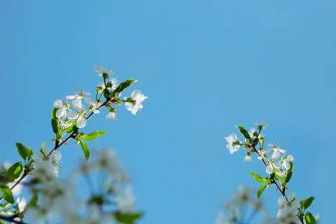 Blooming branch of Apple tree in spring on blue sky background. Stock Photos
