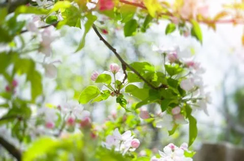 A blooming branch of apple tree in spring Stock Photos