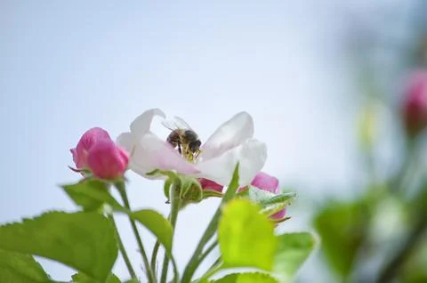 A blooming branch of apple tree in spring Foto stock