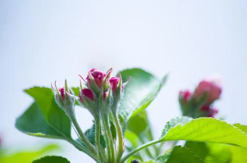 A blooming branch of apple tree in spring Stock Photos