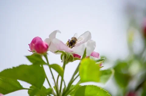 A blooming branch of apple tree in spring Stock Photos