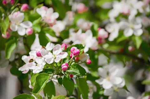 A blooming branch of apple tree in spring Stock Photos