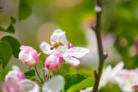 A blooming branch of apple tree in spring Stock Photos