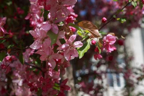 A blooming branch of an apple tree in spring Stock Photos