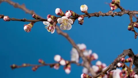 Blooming branch of apricot tree Stock Footage 72897479