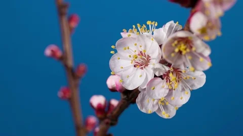 Blooming branch of apricot tree Stock Footage 72944498