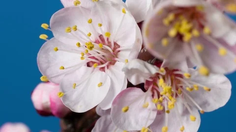 Blooming branch of apricot tree Video stock 72956916