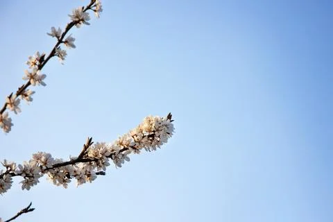 Blooming branch of cherry plum Stock Photos