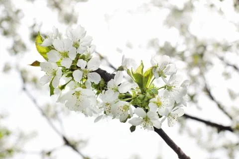 Blooming branch of cherry in the spring closeup Foto stock