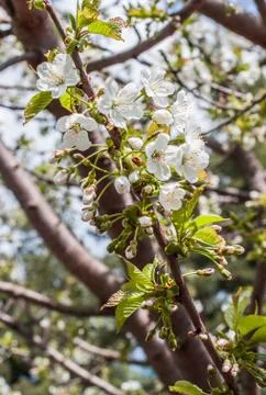 Blooming branch of cherry in the spring closeup Stock Photos