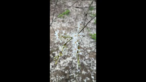 A blooming branch of a cherry tree on the background of the earth Stock Footage 273702464