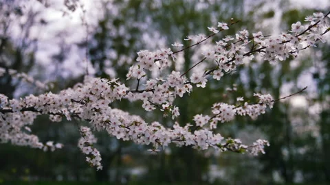 Blooming branch of a cherry tree. Beautiful white flowers on a tree Stock Footage 155800590