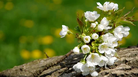 Blooming branch of cherry tree Stock Footage 37179917