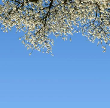 Blooming branch cherry tree. Stock Photos