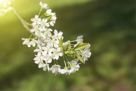 A blooming branch of an cherry tree Stock Photos