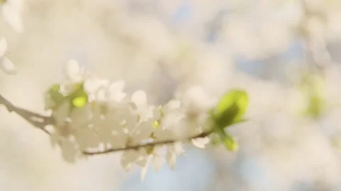 Blooming branch of a cherry tree in the rays of the sun swaying in the wind Stock Footage 154328830