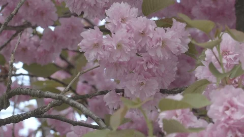 Blooming branch of the cherry tree spring time close up camera footage Stock Footage 88789520