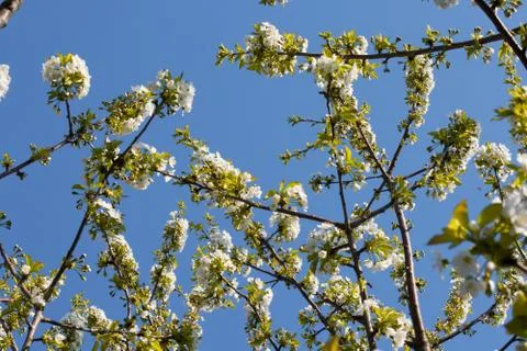 Blooming branch of cherry tree in spring Stock Photos