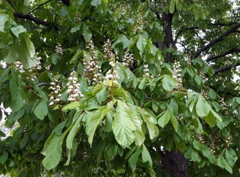 Blooming branch of chestnut tree Stock Photos