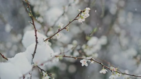 A blooming branch covered with spring snow. Stock Footage 236681484