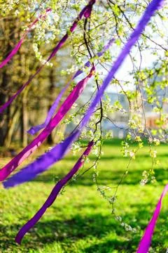 Blooming branch decorated with purple ribbons / wind Stock Photos