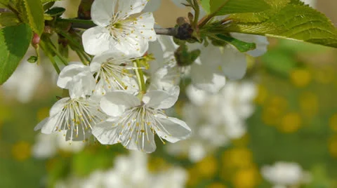 Blooming branch Stockbeeldmateriaal 22904272