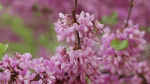 Blooming branch of Lilac Stockbeeldmateriaal 273731816