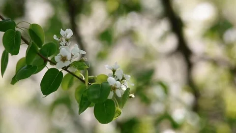 Blooming branch with out of focus background Stock Footage 72730689
