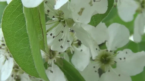 Blooming branch of pear 스톡 동영상 49679104