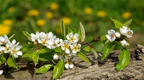 Blooming branch of pear tree Stock Footage 37178506