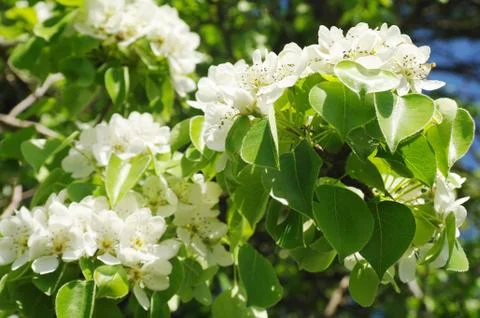 Blooming branch of pear tree in spring Stock Photos