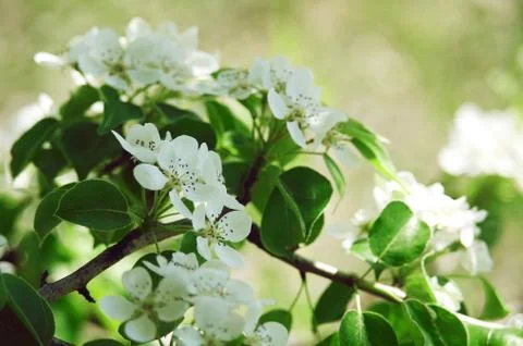 Blooming branch of pear tree in spring Stock Photos