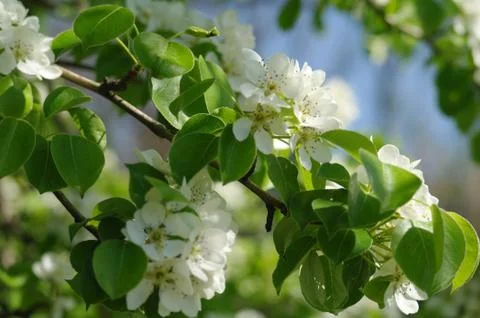 Blooming branch of pear tree in spring Stock Photos