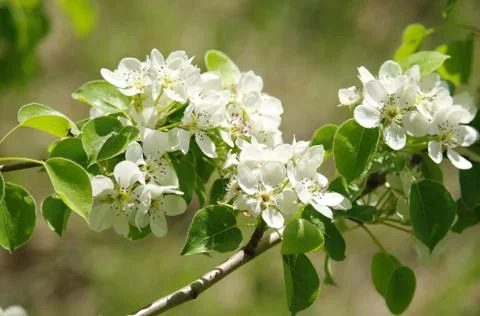 Blooming branch of pear tree in spring Stock Photos