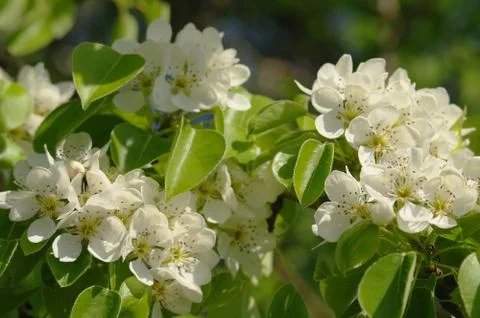 Blooming branch of pear tree in spring Stock Photos