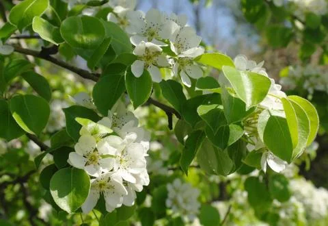 Blooming branch of pear tree in spring Stock Photos