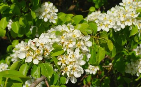 Blooming branch of pear tree in spring Stock Photos