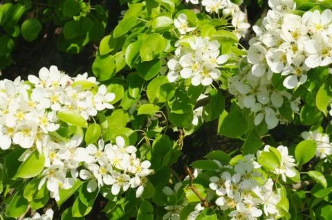 Blooming branch of pear tree in spring Stock Photos