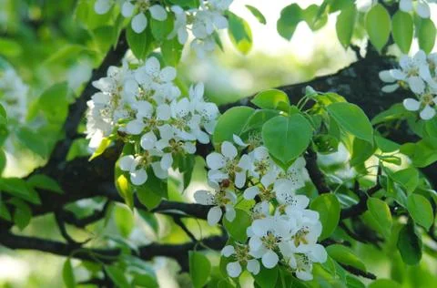 Blooming branch of pear tree in spring Stock Photos