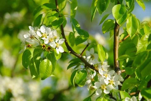 Blooming branch of pear tree in spring Stock Photos
