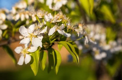 A blooming branch of a pear tree at sunset Stock Photos
