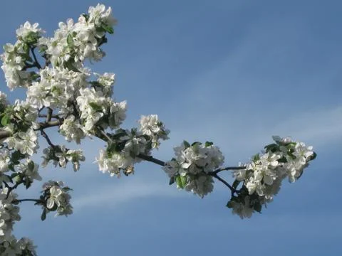 Blooming Branch Stock Photos