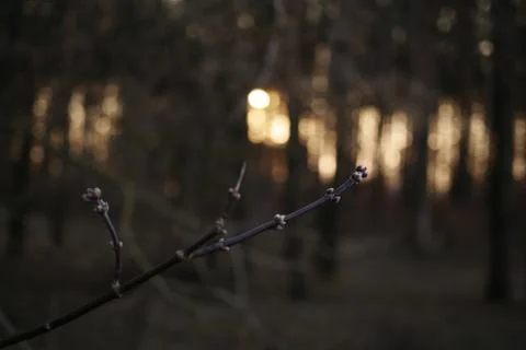 A blooming branch in the setting sun Stock Photos