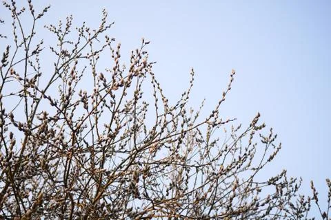 A blooming branch in the setting sun Stock Photos